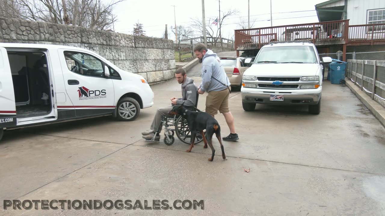 Doberman Training along side of a wheelchair