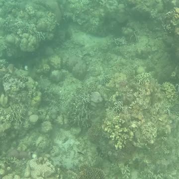 Snorkeling Morning!!