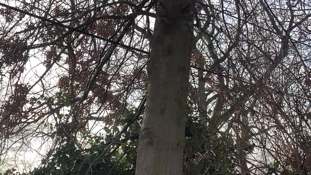 Blue jays