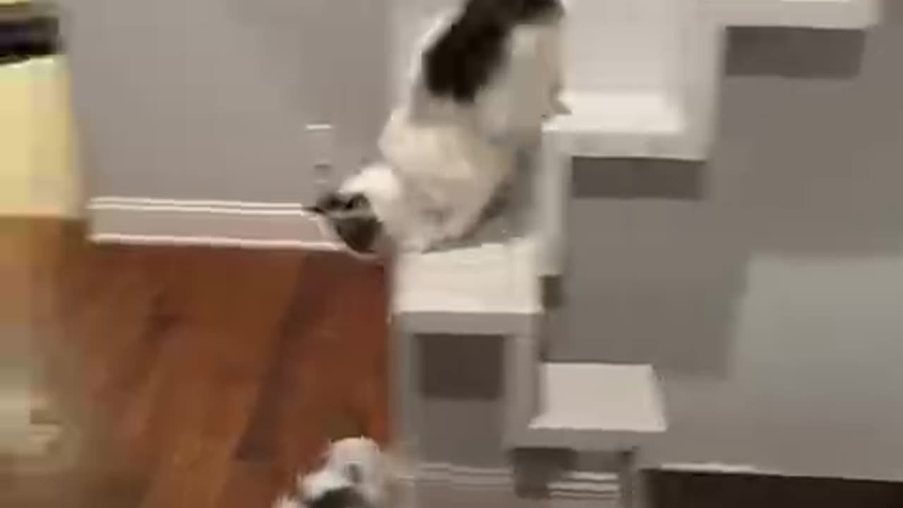 THIS GUY REMODELED HIS WHOLE HOUSE FOR HIS CAT
