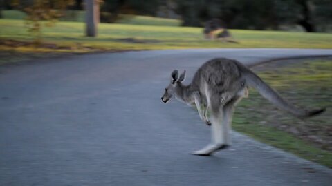 A Rare Sight: Kangaroos Walking Like They Own the Place! 🦘 🦘