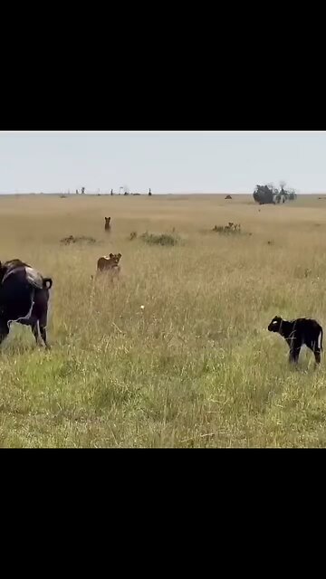 "The Courageous Calf: Saving His Kitten Friend from a Tiger Attack"