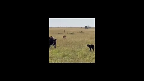 "The Courageous Calf: Saving His Kitten Friend from a Tiger Attack"