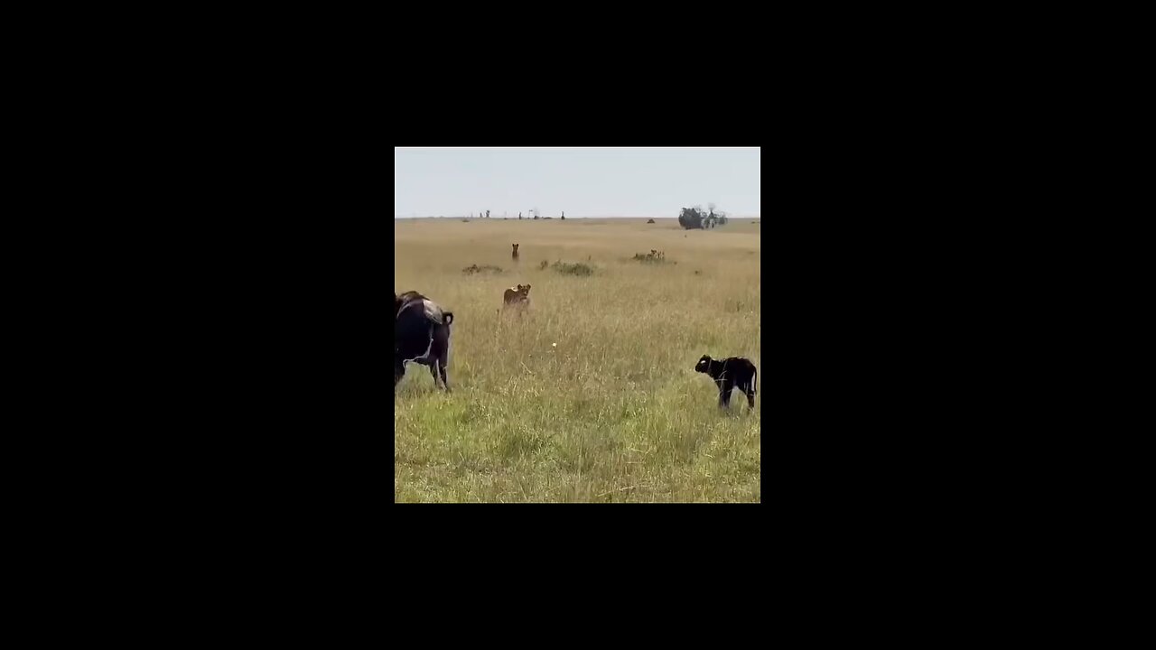"The Courageous Calf: Saving His Kitten Friend from a Tiger Attack"