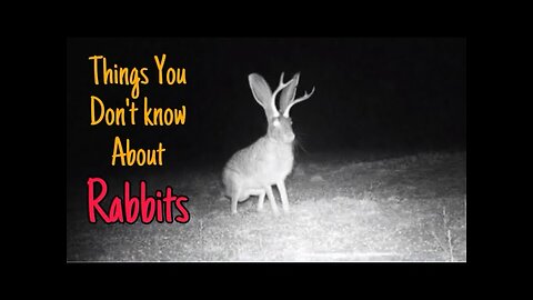 10 Shocking Rabbit Secrets Nobody Tells You | Animal Planet Wildlife Documentary