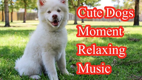 Very Cute Baby Dogs and Dogs Beautiful Moment With Relaxing Music #CuteDogs #RelaxingMusic #doglover