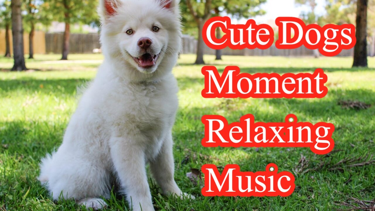 Very Cute Baby Dogs and Dogs Beautiful Moment With Relaxing Music #CuteDogs #RelaxingMusic #doglover