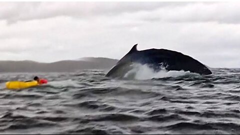 Startling scene recorded a kayaker near Chilean shoreline being engulfed by a humpback whale 🐋