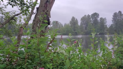 Rainy Day Relaxing At The lake