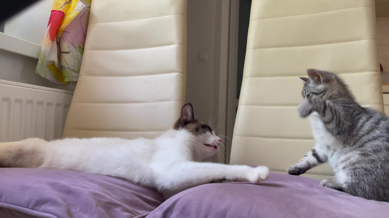 Funny Cat Attacked by Cute Kitten