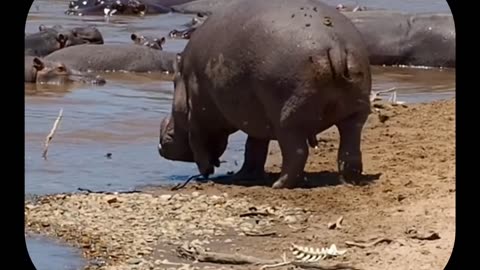 Why Hippos Spray Poop Like Sprinklers!