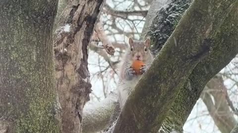 A Squirrel Spotted Eating A Timbit From Tim Hortons In Toronto, Ontario Canada