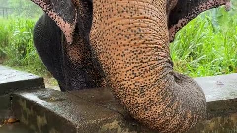 Tiny Elephant Cuteness Overload! 🐘💖