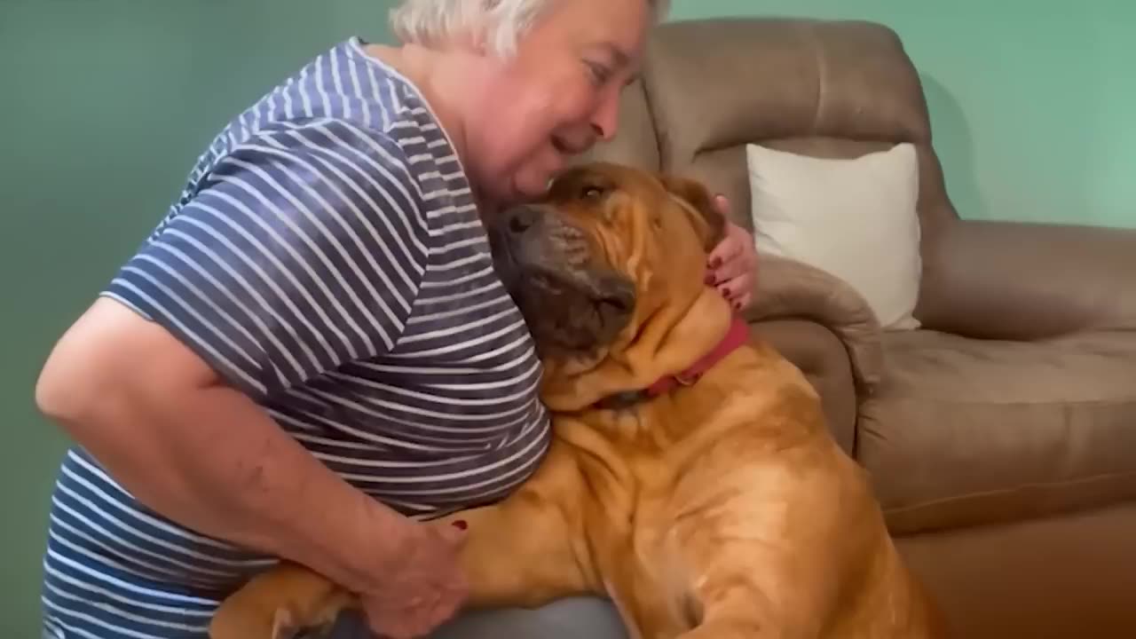 Big dog proves that love has no size 🤣 Funny dog videos 2025