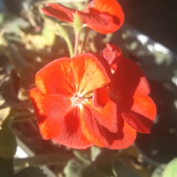 Indoor Petunia in the Garden