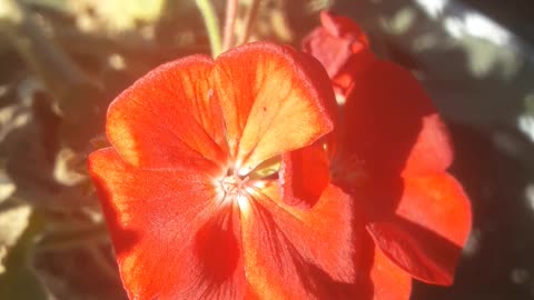 Indoor Petunia in the Garden