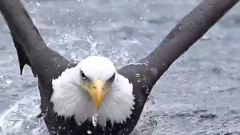 This perfect shot of an eagle hunting a fish