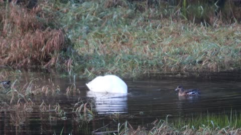 Trumpeter Swan