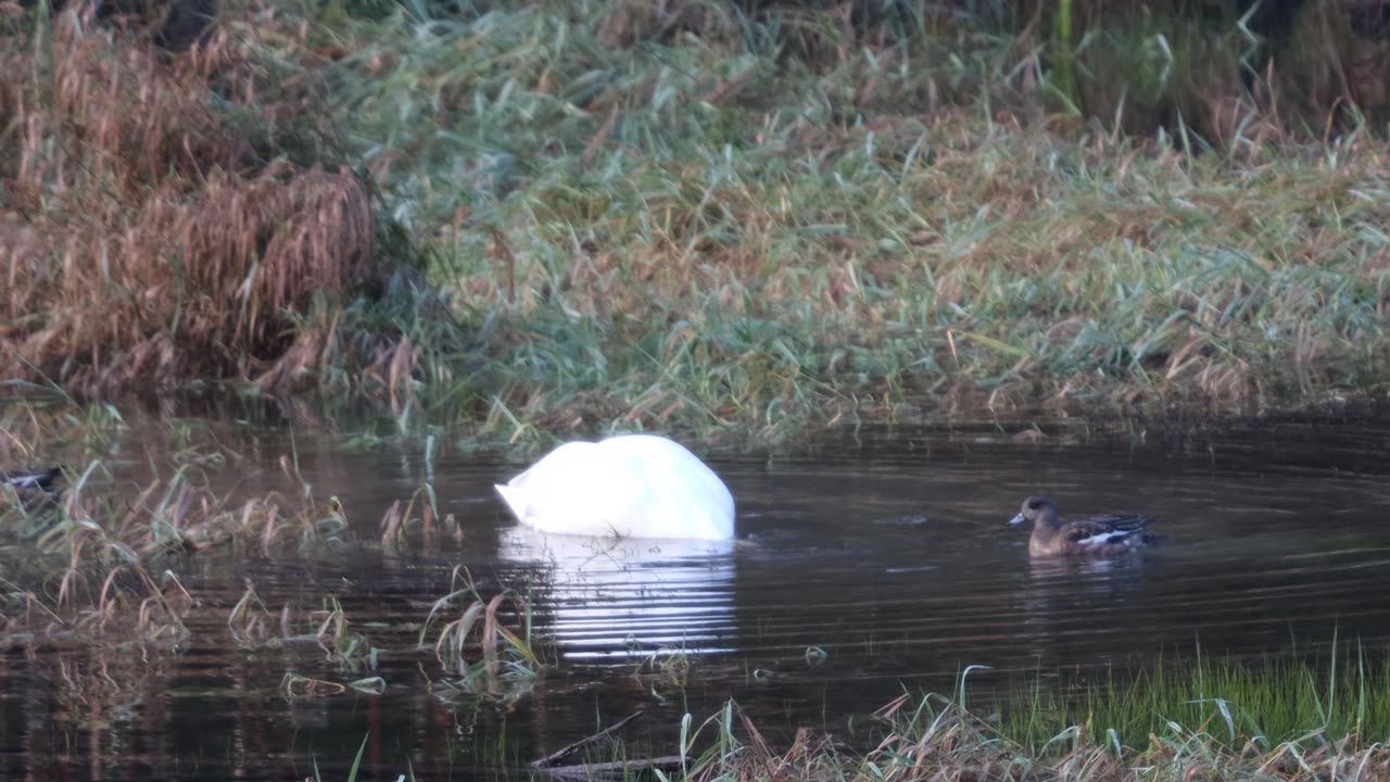 Trumpeter Swan