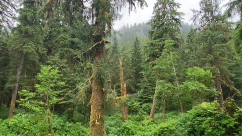 Peaceful Rainy Walk in Ketchikan, Alaska 🌲🌧️