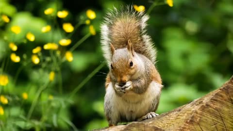 Beautiful Squirrel Eating Food | Cute Squirrel Eating Peanut #SquirrelWatching #NatureLovers