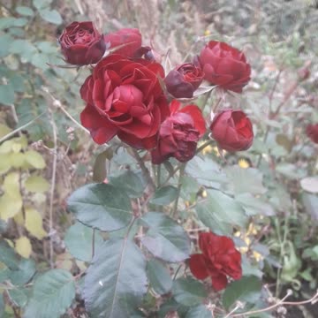 Burgundy Roses in November