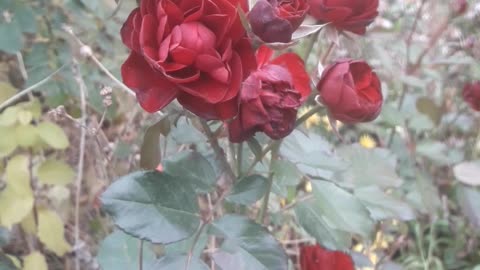 Burgundy Roses in November