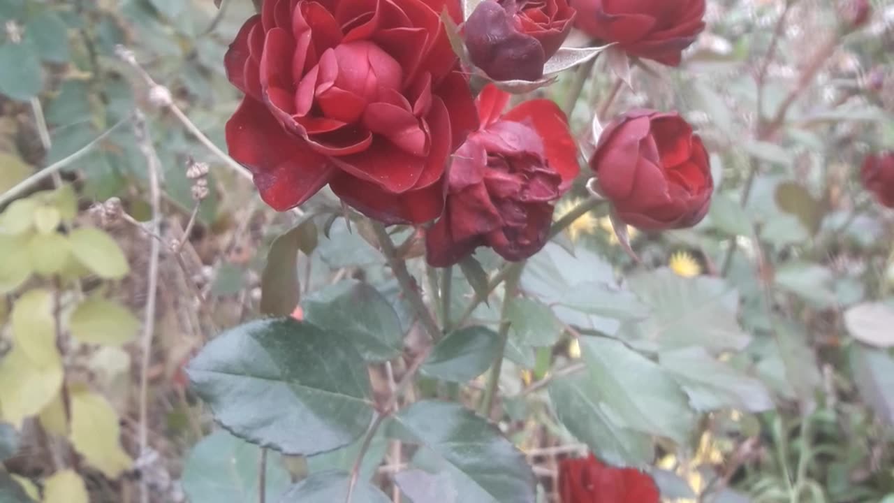 Burgundy Roses in November