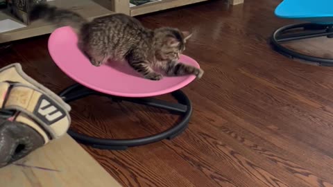 Cat Spins On Sensory Swivel Chair