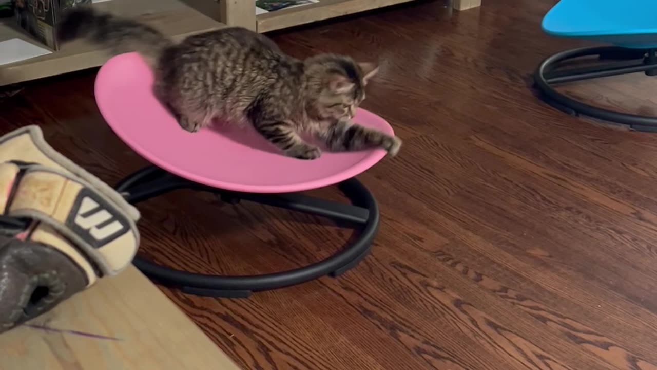 Cat Spins On Sensory Swivel Chair