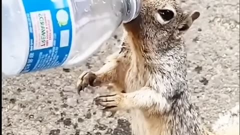 Thirsty Squirrel