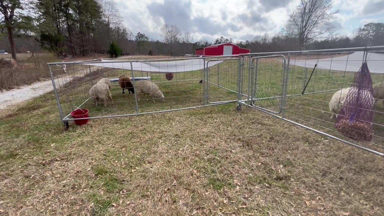 Our pregnant milk breed ewes and how I move them