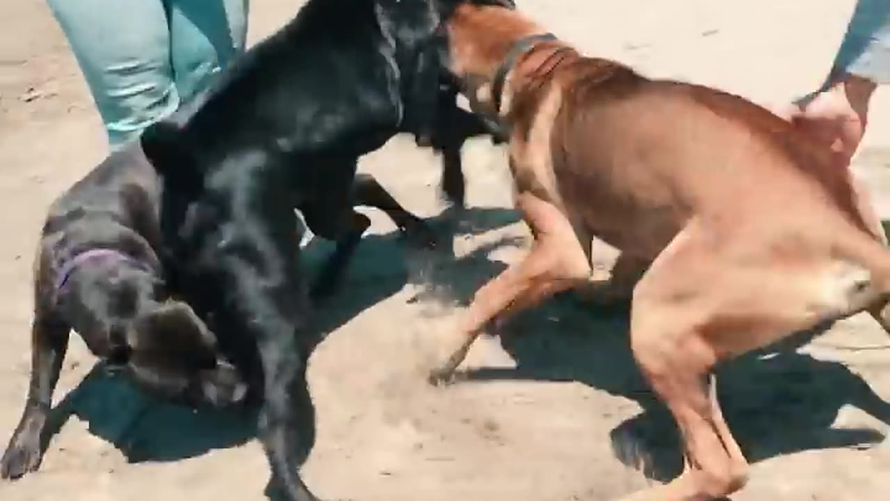 Crazy Fights of Dogs !..