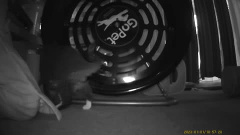 Cookie Cutter The Cat Caught On Exercise Wheel By Haza PR800 Wild Camera, Dbn, MI, 1/20/25