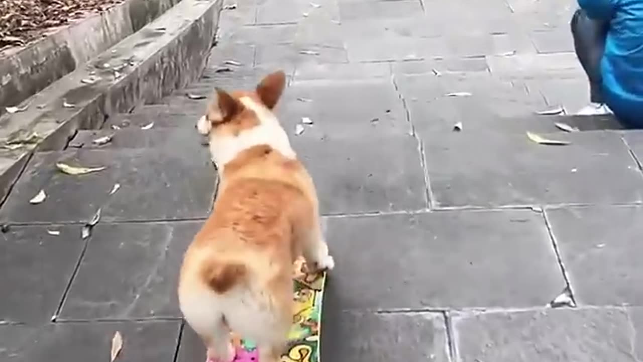 Funny animals video