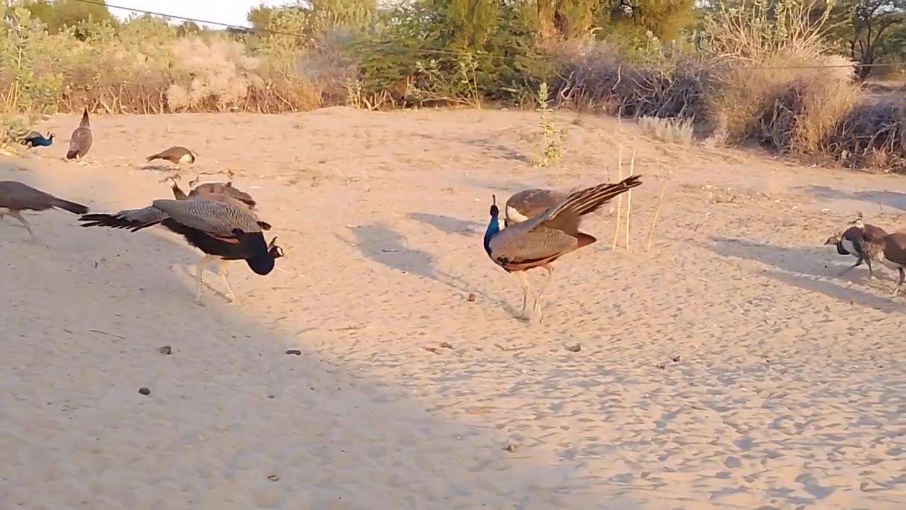 Fantastic Peacocks