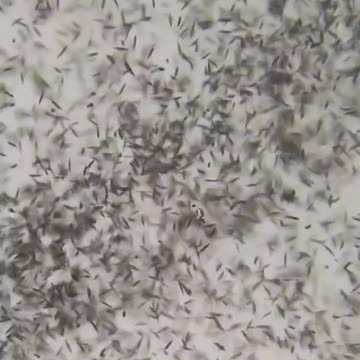 ️️🚨⚠️🚨️️ They're putting all sorts of nasty stuff in the beer... Avoid it like piss...