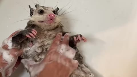 Opossum Bathtime