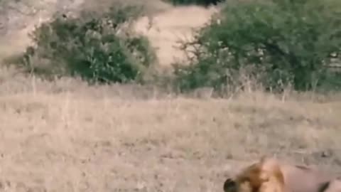 Male lions fighting over prey.