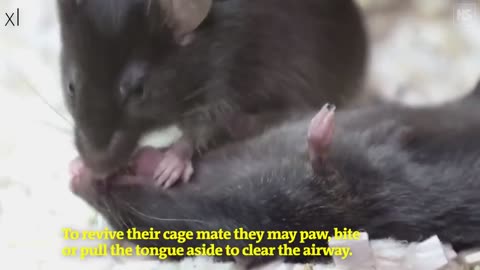 Mice Give First Aid to Unconscious Friends in Incredible Discovery