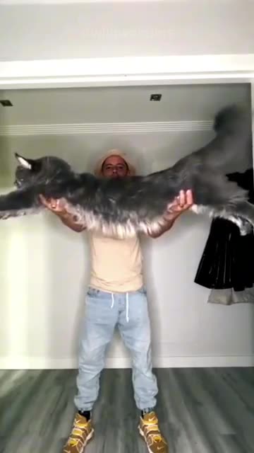Maine Coon _ LARGEST CAT Breed🐱❤️ 720.mp4