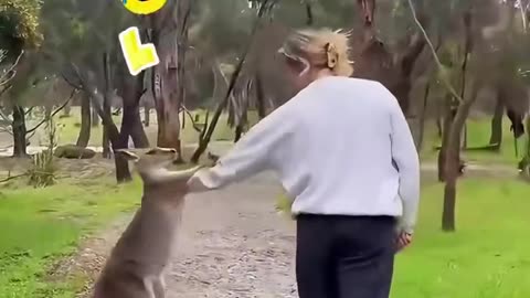 This family rescued a baby kangaroo in the back hill