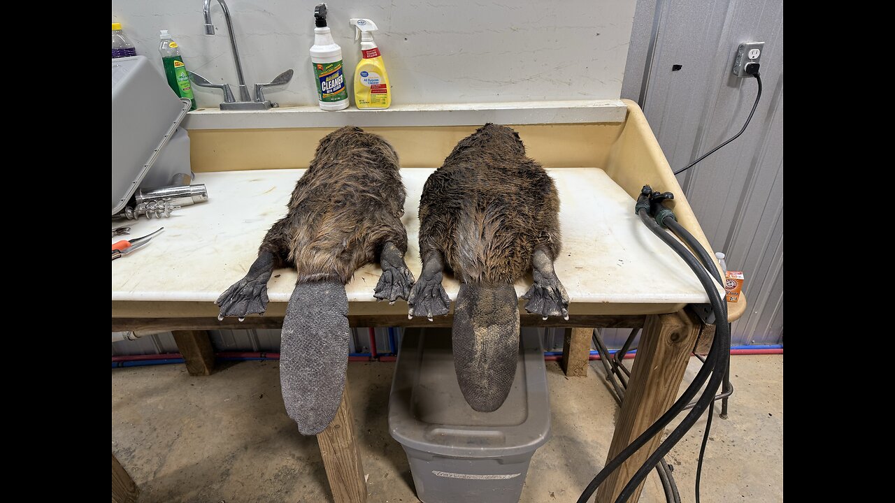 Trapping beavers at a cabin