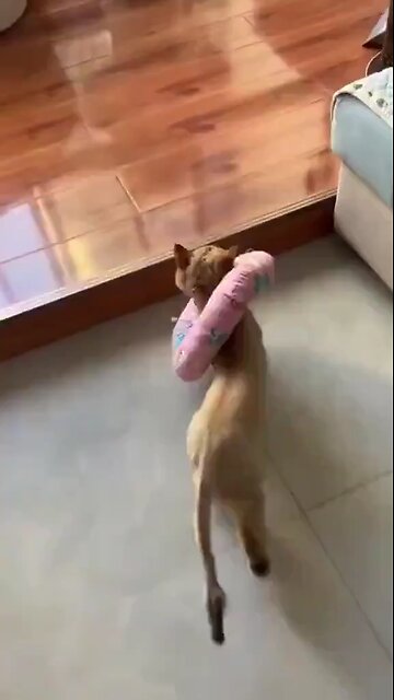 An amazing catwalk 🤣😆