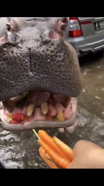 VISITORS DRIVE-THRU-SAFARI-ZOO🌳🚙🦛🦥🌲📸FEED WILD ANIMALS🦌🏜️🛻🏕️💫