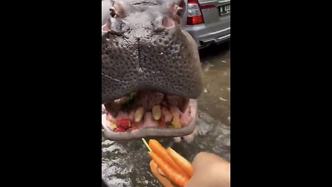 VISITORS DRIVE-THRU-SAFARI-ZOO🌳🚙🦛🦥🌲📸FEED WILD ANIMALS🦌🏜️🛻🏕️💫