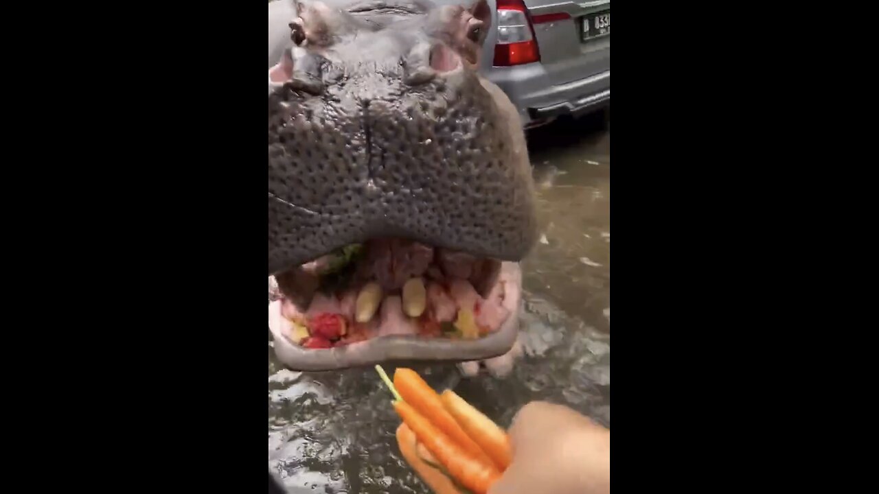 VISITORS DRIVE-THRU-SAFARI-ZOO🌳🚙🦛🦥🌲📸FEED WILD ANIMALS🦌🏜️🛻🏕️💫