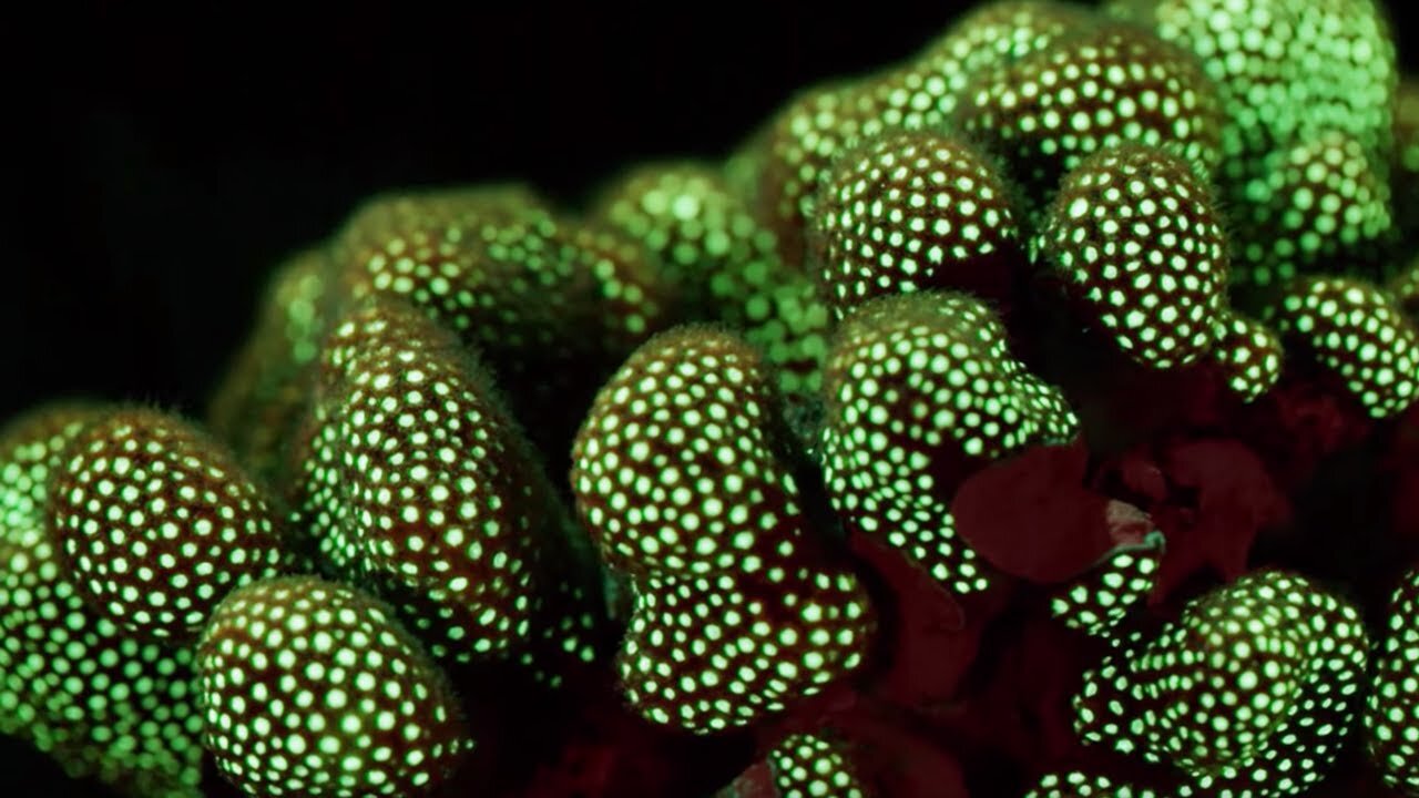 Fluorescent Coral Glows in the Depth of the Ocean