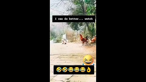 funny animal