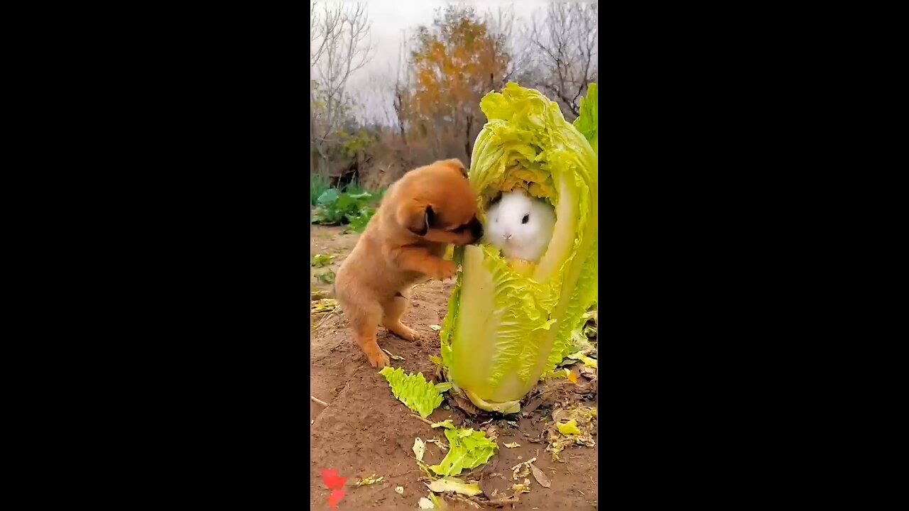 Rabbit 🐇 and puppy playing friendly